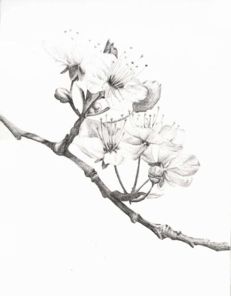 hình vẽ hoa anh đào bằng bút chì