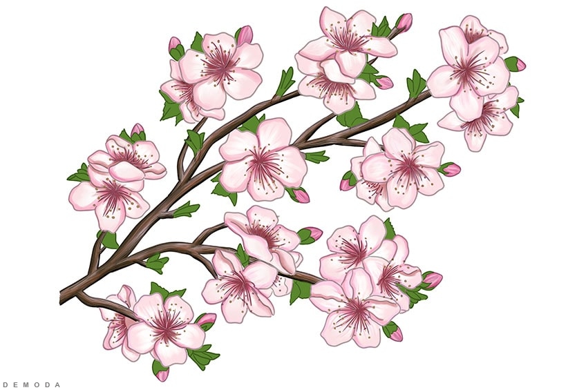 Dạy bé vẽ hoa  Tổng hợp cách vẽ 5 loại hoa đơn giản chi tiết