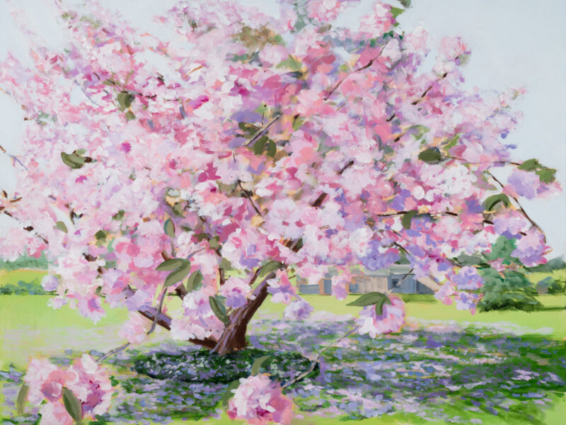 Hình vẽ hoa anh đào cổ thục nở rực cả góc trời