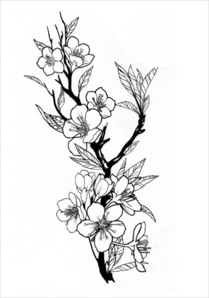 Hình vẽ hoa anh đào đang đâm chồi nảy lộc
