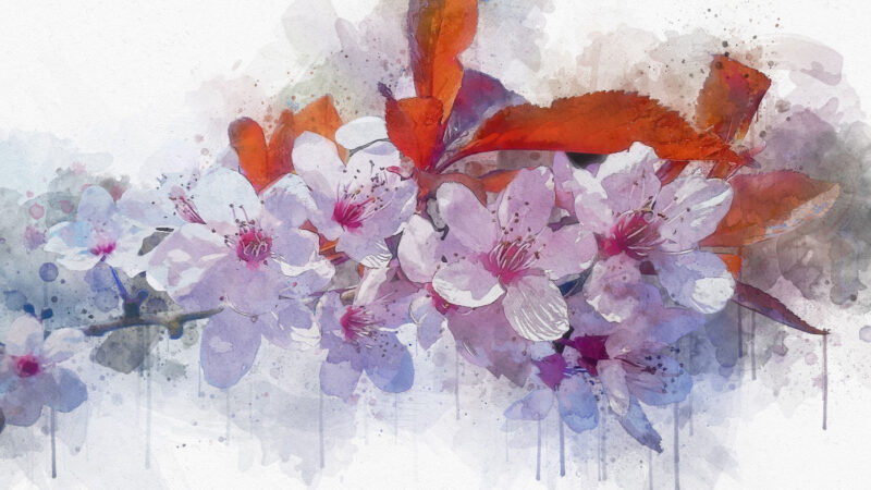 Hình vẽ hoa anh đào nở trắng xoá