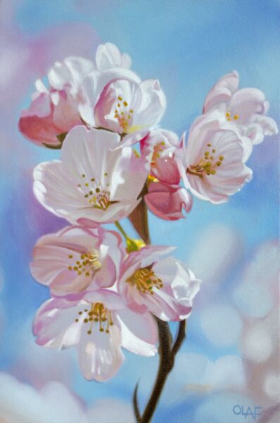 Hình vẽ hoa anh đào rực rỡ dưới nắng mai