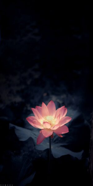 Hình ảnh buồn đám tang, tang lễ