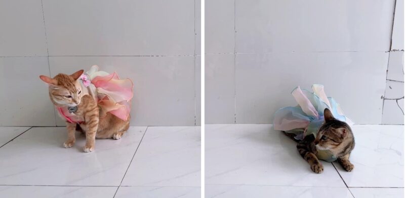 hình Avatar đôi BFF mèo dễ thương